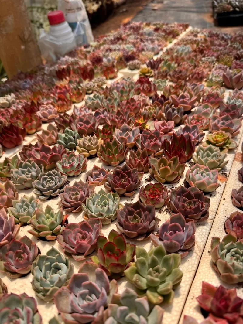 Trải nghiệm sáng tạo với sen đá mini nghệ thuật