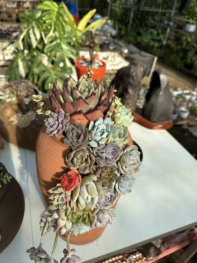 Sở hữu sen đá mini giá rẻ chất lượng tốt