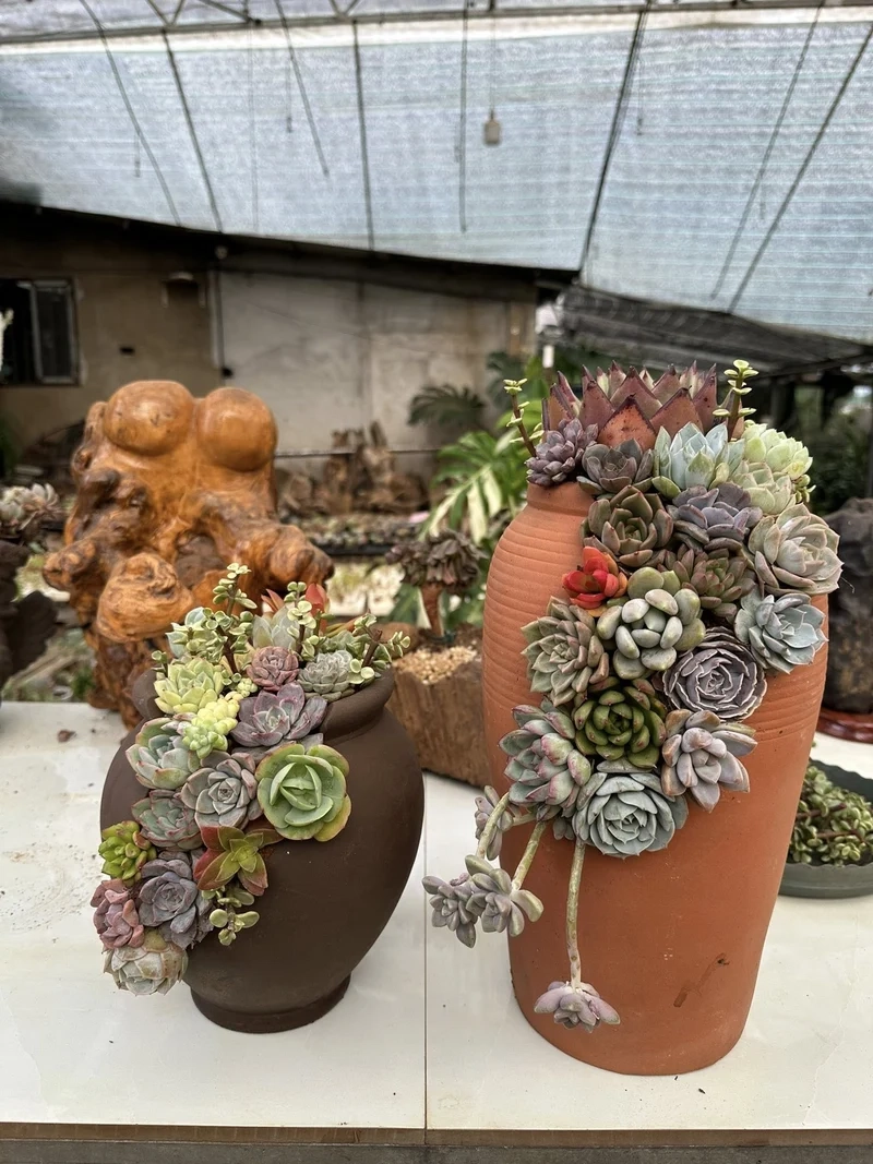 Ngắm sen đá mini đà lạt cực xinh và tự nhiên