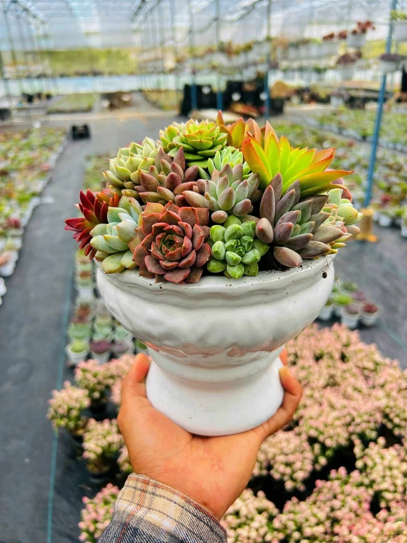 Nuôi sen đá mini sống khỏe cực dễ chăm