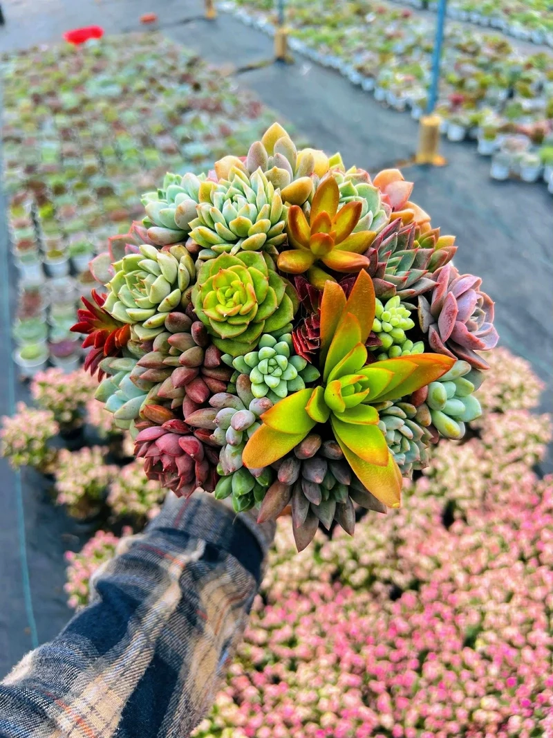 Sưu tầm sen đá mini sưu tầm cho bộ sưu tập