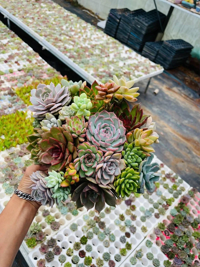 Chụp hình sống ảo với sen đá mini chụp ảnh