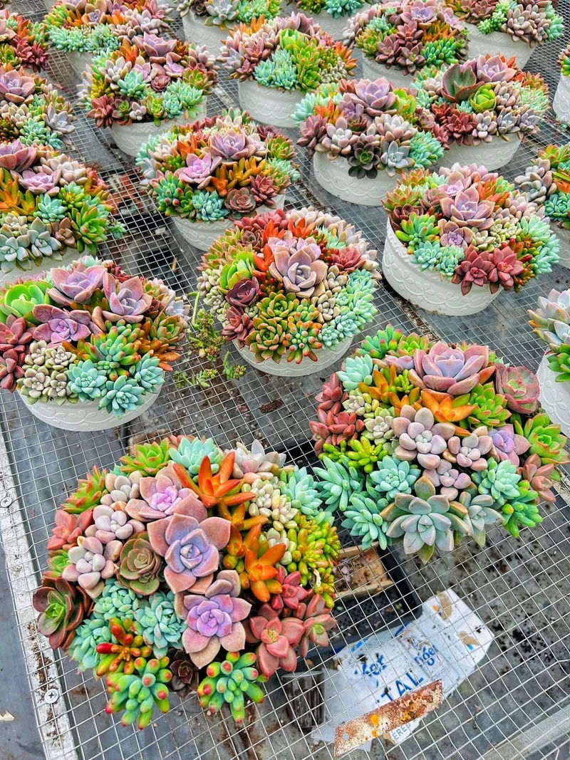 Lấy cảm hứng từ sen đá mini pinterest đẹp mê ly