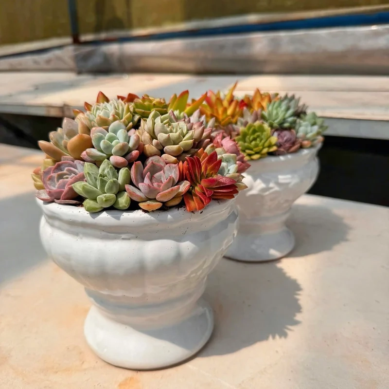 Chia sẻ hình đẹp trên sen đá mini instagram