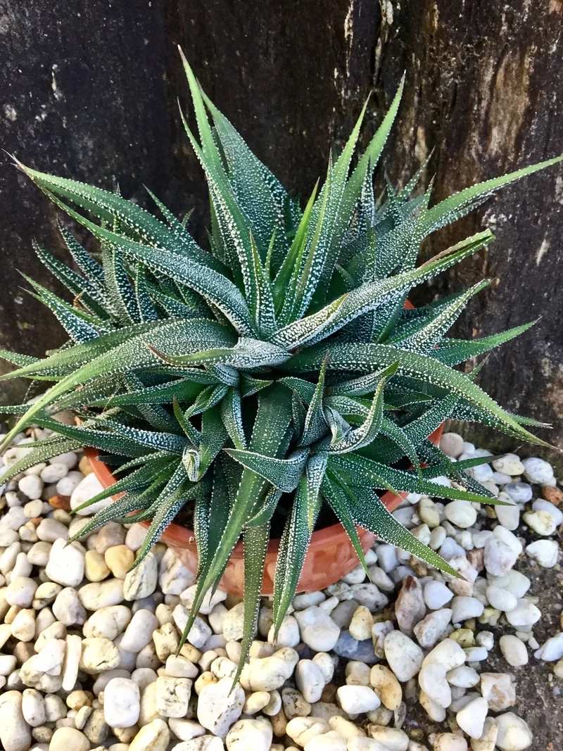 Ngắm sen đá móng rồng độc lạ siêu thu hút