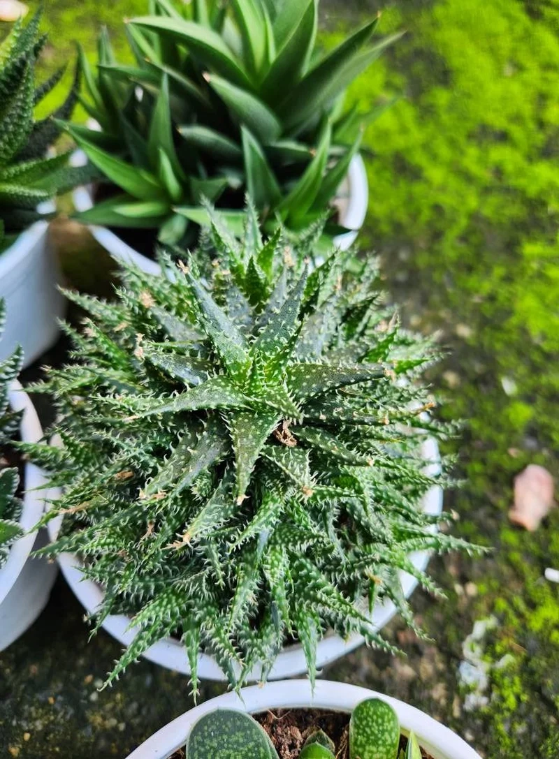 Mang may mắn với sen đá móng rồng phong thủy