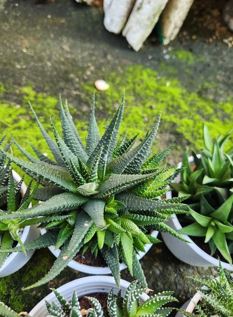 Tặng bạn bè sen đá móng rồng làm quà ý nghĩa