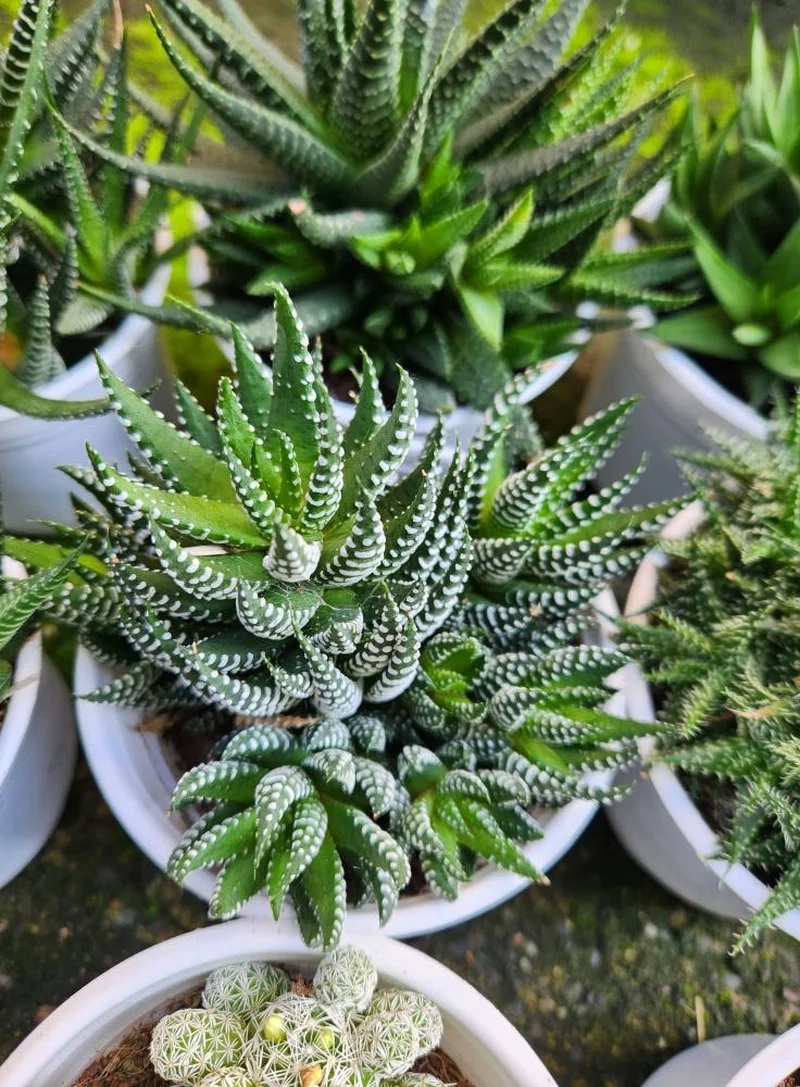 Trồng xanh ngoài sân với sen đá móng rồng ngoài trời