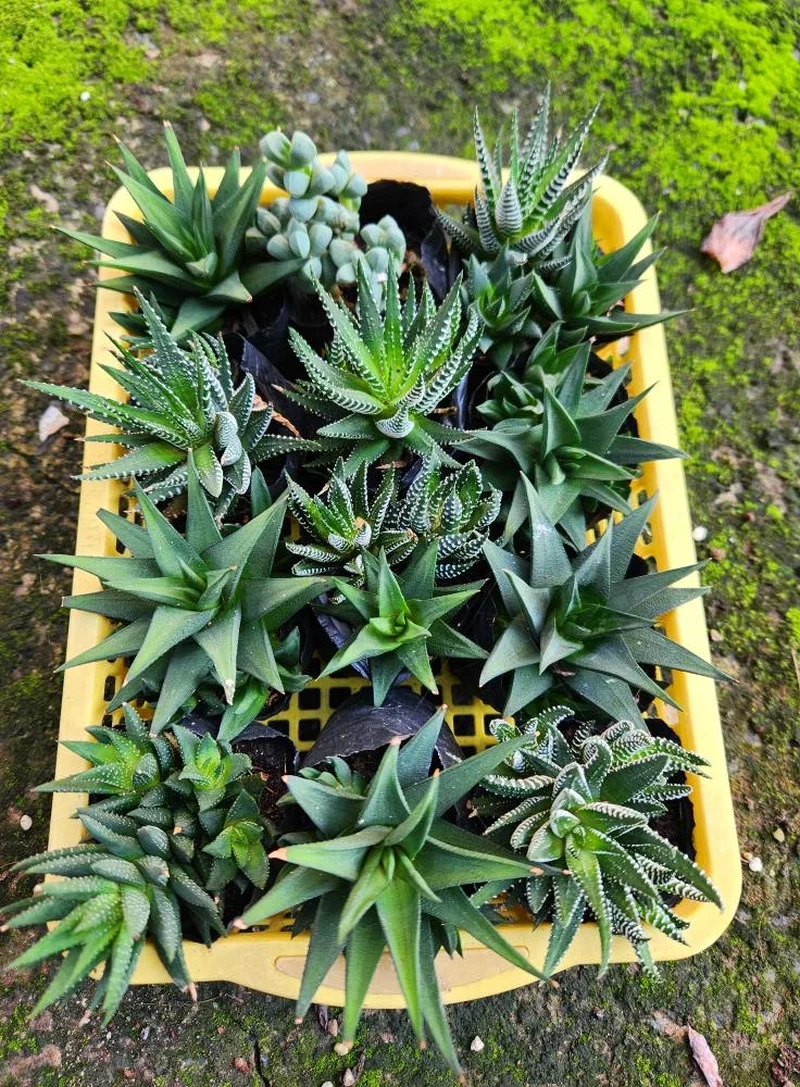 Chụp hình sống ảo với sen đá móng rồng chụp ảnh