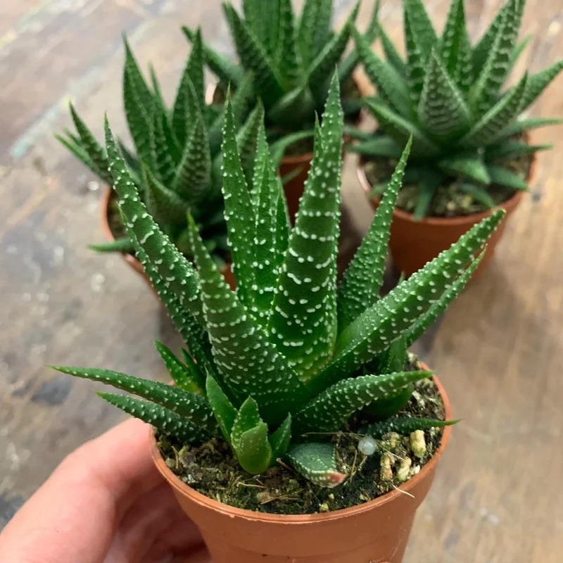 Lấy cảm hứng từ sen đá móng rồng pinterest đẹp mê ly