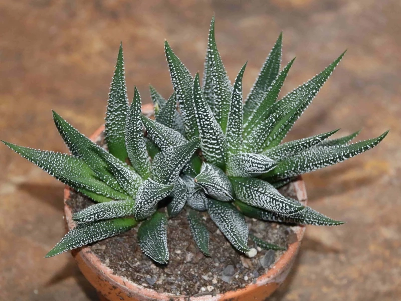 Sưu tầm sen đá móng rồng sưu tầm cho bộ sưu tập