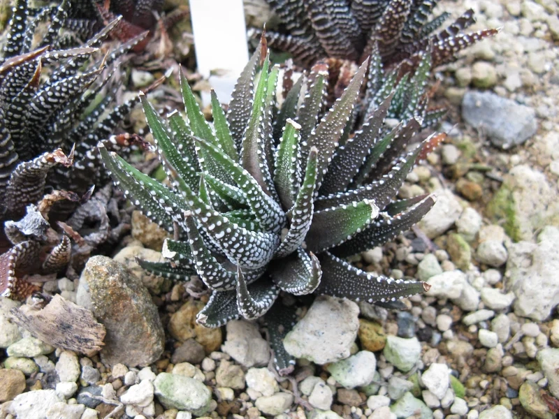 Trồng dễ dàng với sen đá móng rồng dễ trồng tại nhà