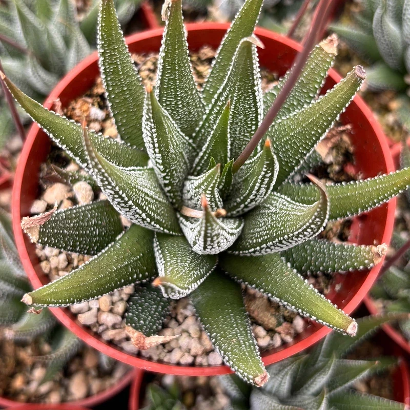 Trưng chậu xinh với sen đá móng rồng trồng chậu