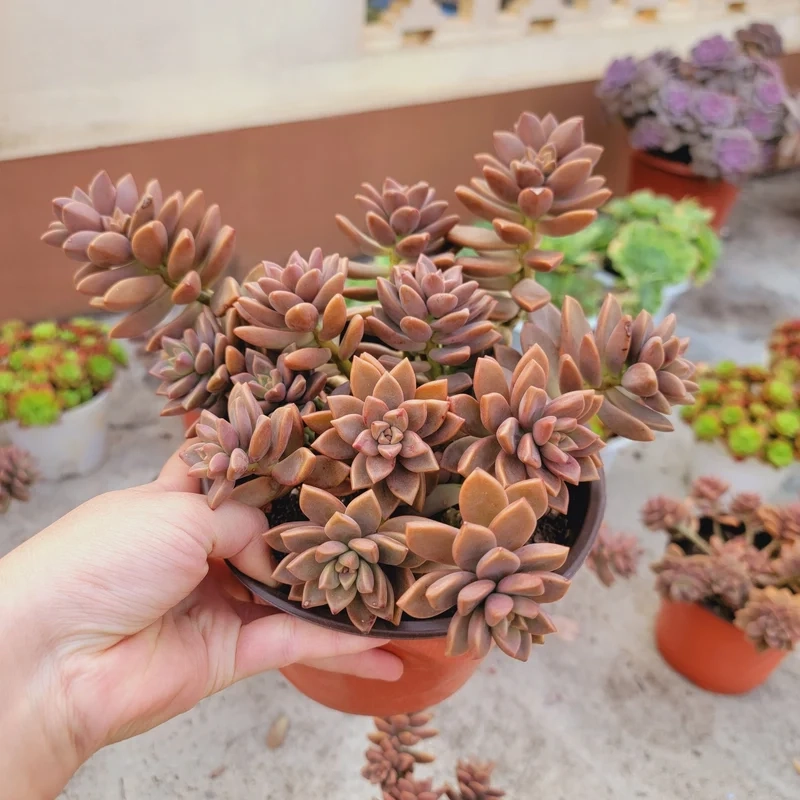 Trang trí bàn làm việc với sen đá nâu mini