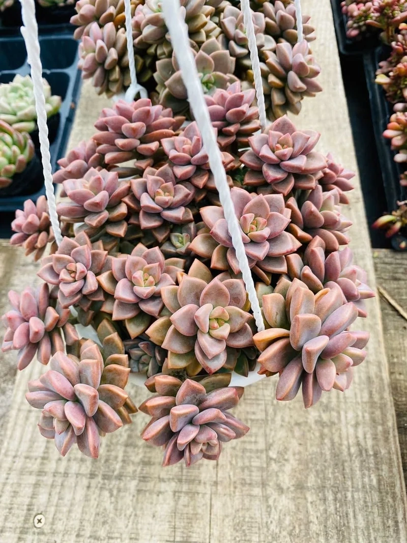 Trải nghiệm sáng tạo với sen đá nâu nghệ thuật