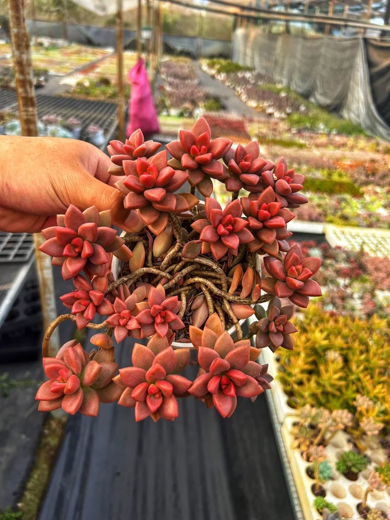 Chọn sen đá nâu đà lạt trang trí cực xinh