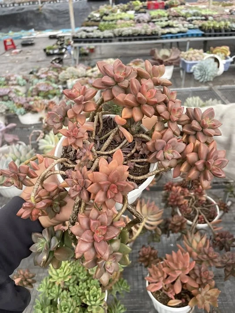 Tặng bạn bè sen đá nâu làm quà ý nghĩa