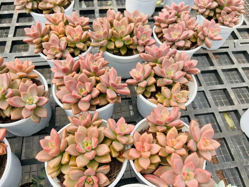 Chụp hình sống ảo với sen đá nâu chụp ảnh