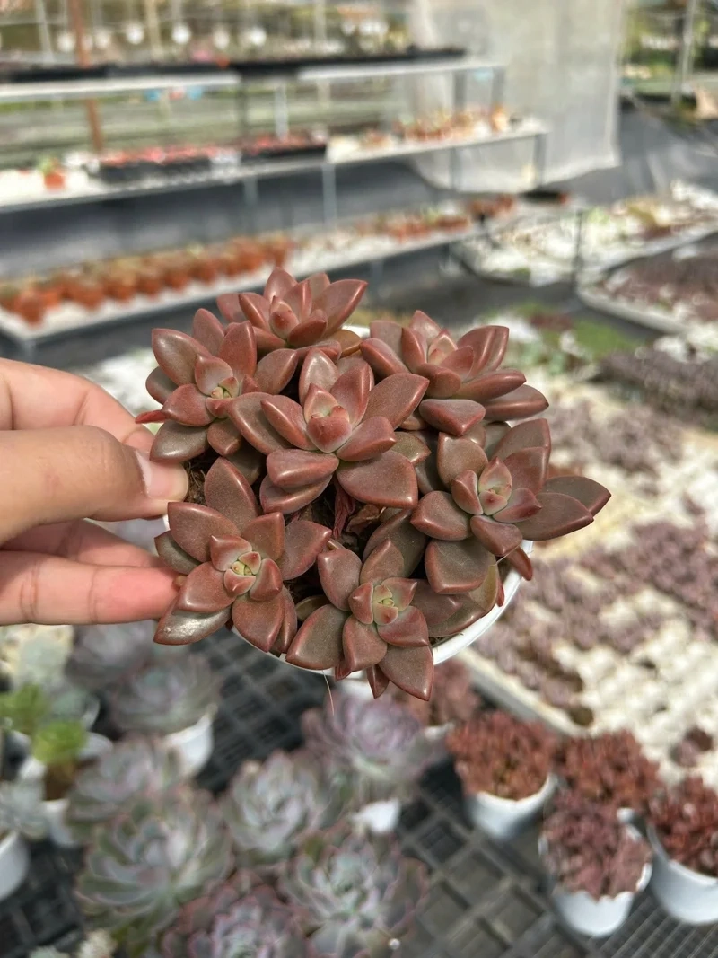 Chia sẻ hình đẹp với sen đá nâu instagram hấp dẫn