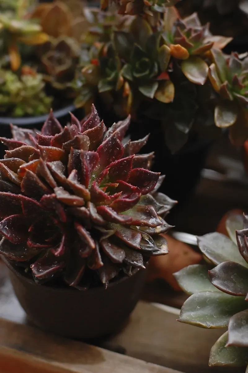 Hình ảnh siêu nét với sen đá nâu 4k cực chất