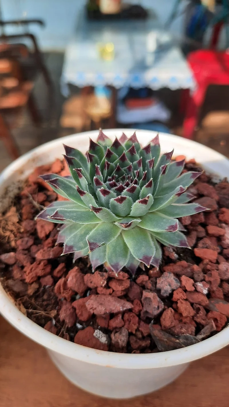 Thêm nét đẹp phòng với sen đá phật bà trang trí phòng