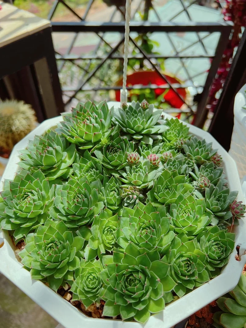 Sở hữu ngay sen đá Phật Bà giá rẻ siêu hấp dẫn