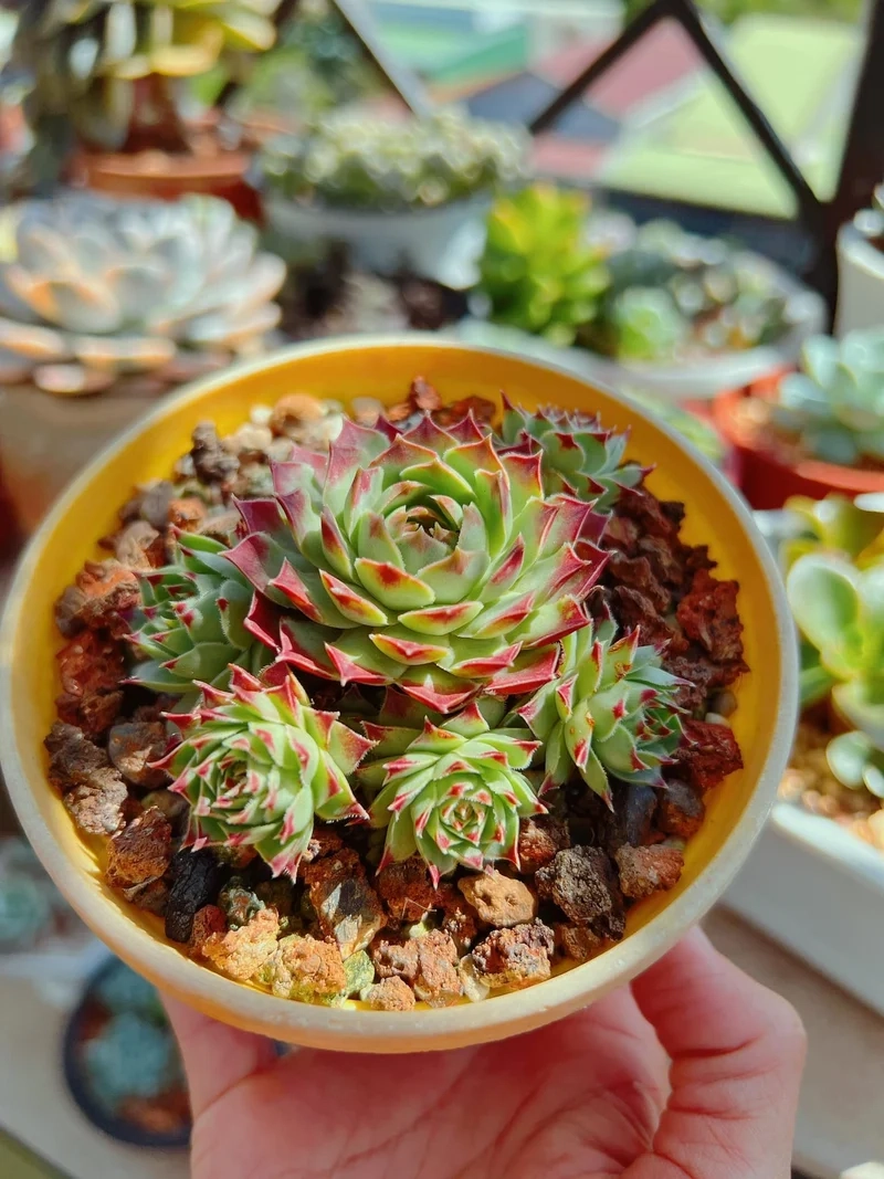 Kiểu lá độc đáo của sen đá phật bà lá xếp