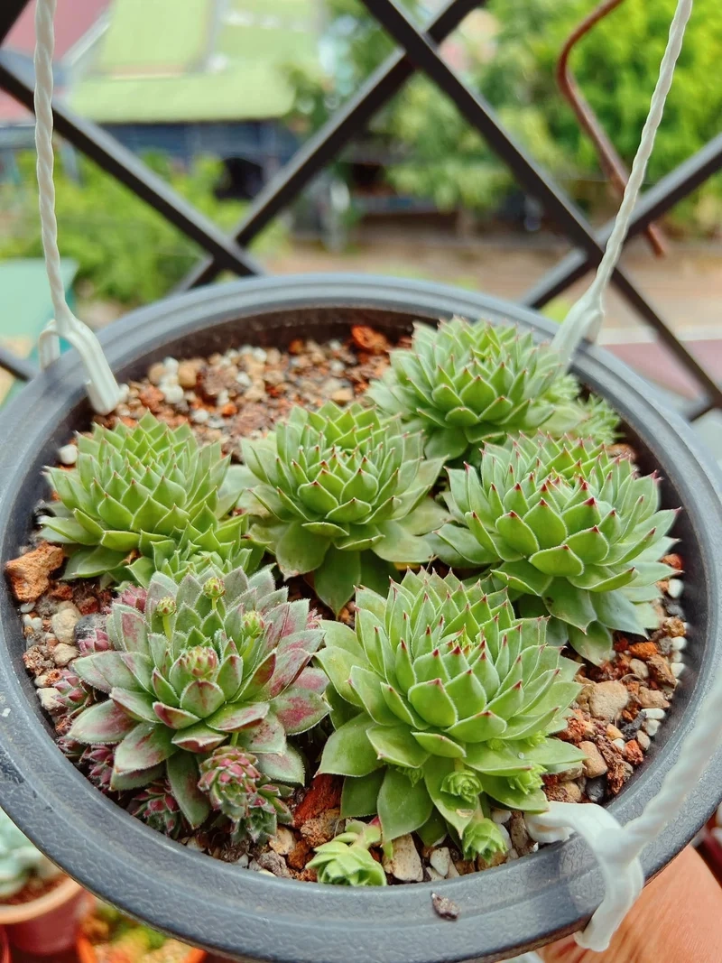 Tự nhiên rực rỡ với sen đá phật bà đẹp tự nhiên