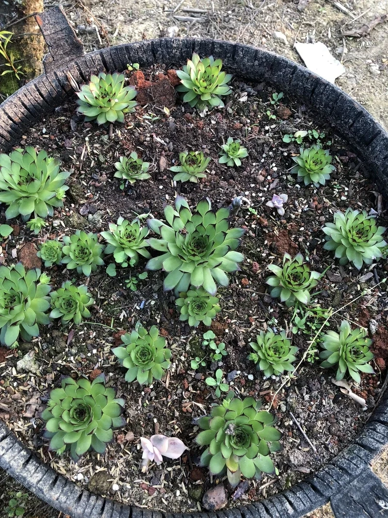 Chia sẻ ngay sen đá phật bà instagram độc đáo