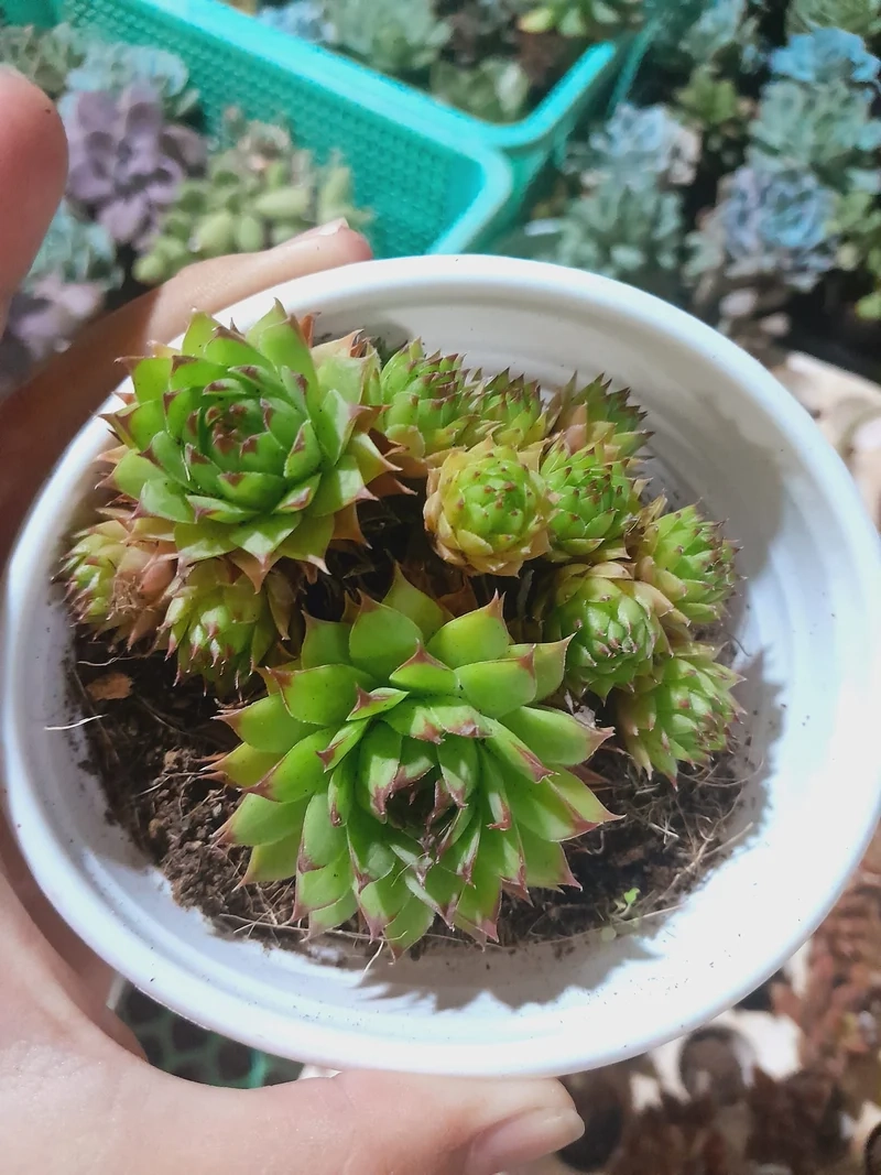 Sưu tầm độc đáo với sen đá phật bà sưu tầm