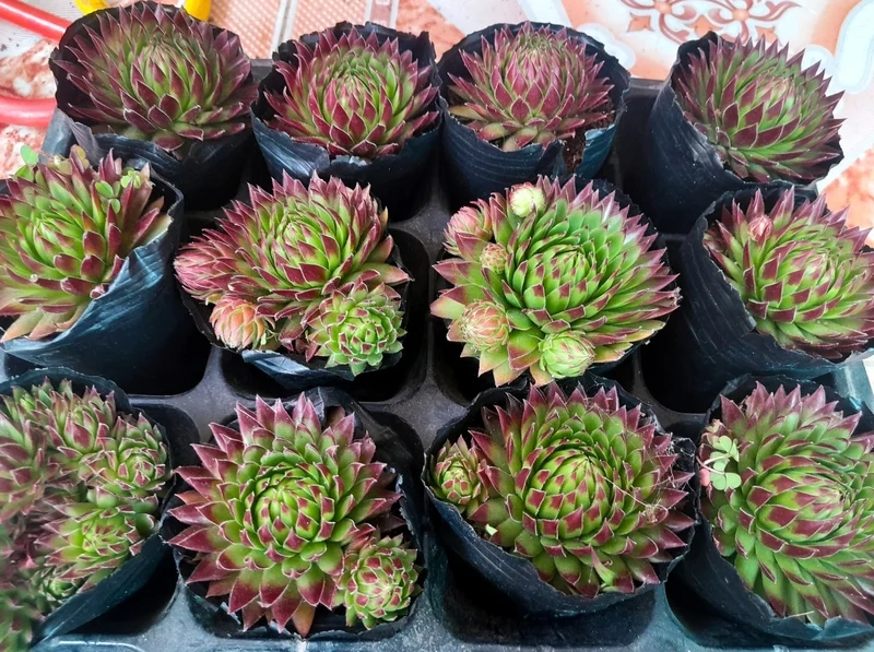 Trồng dễ dàng nhờ sen đá phật bà dễ trồng