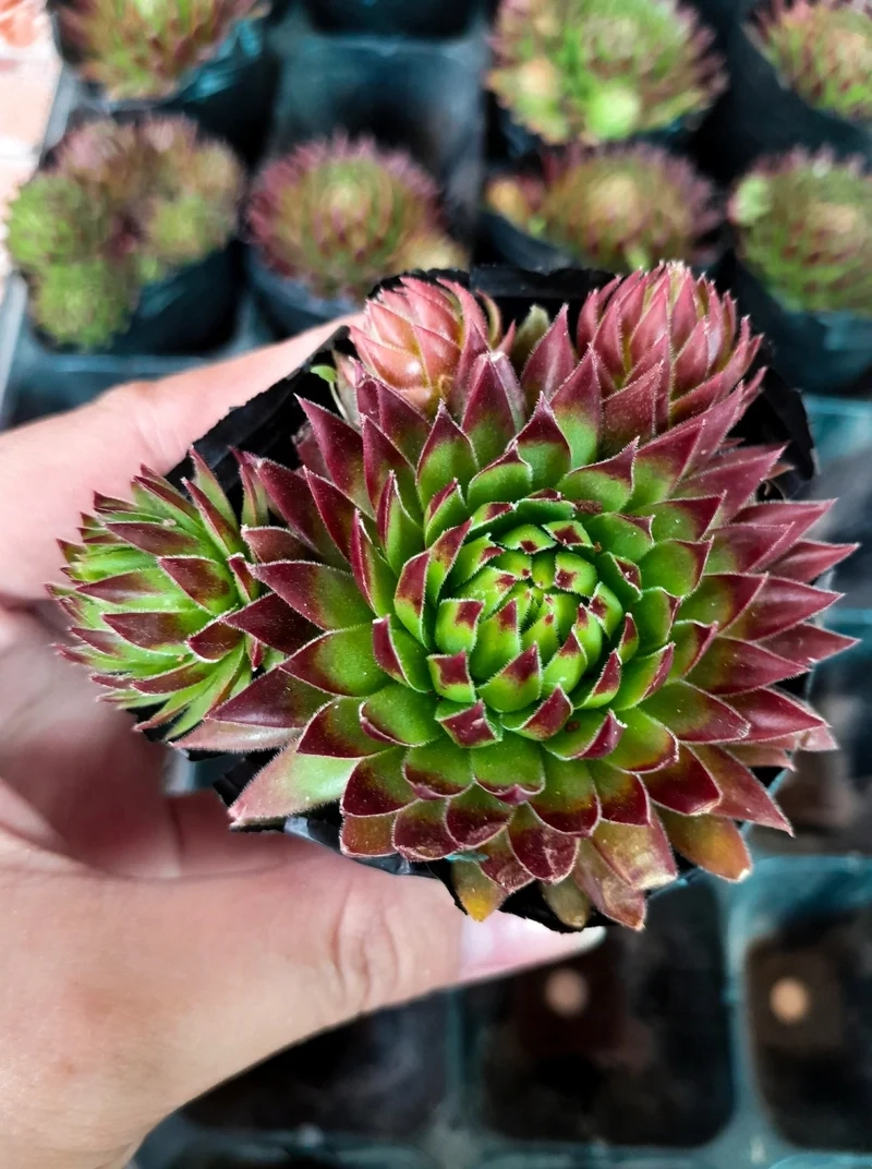 Khám phá vẻ đẹp hoàn hảo của sen đá Phật Bà đẹp nhất