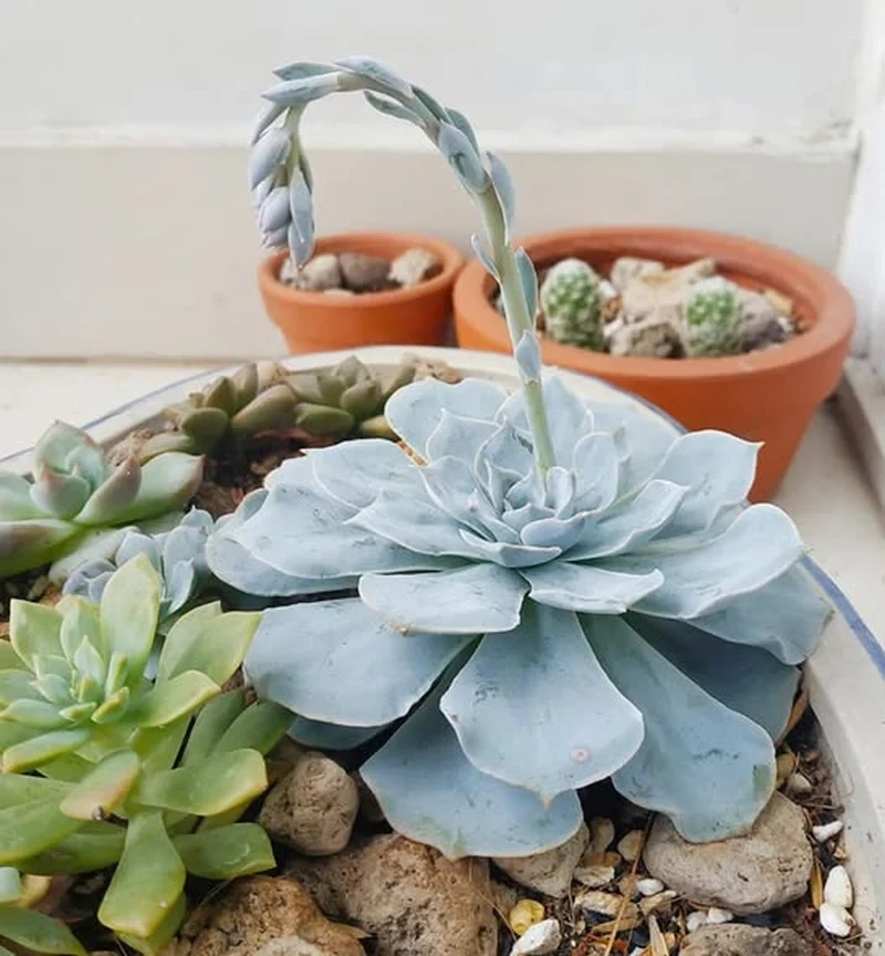 Khám phá sen đá ra hoa đẹp cho góc sống xanh