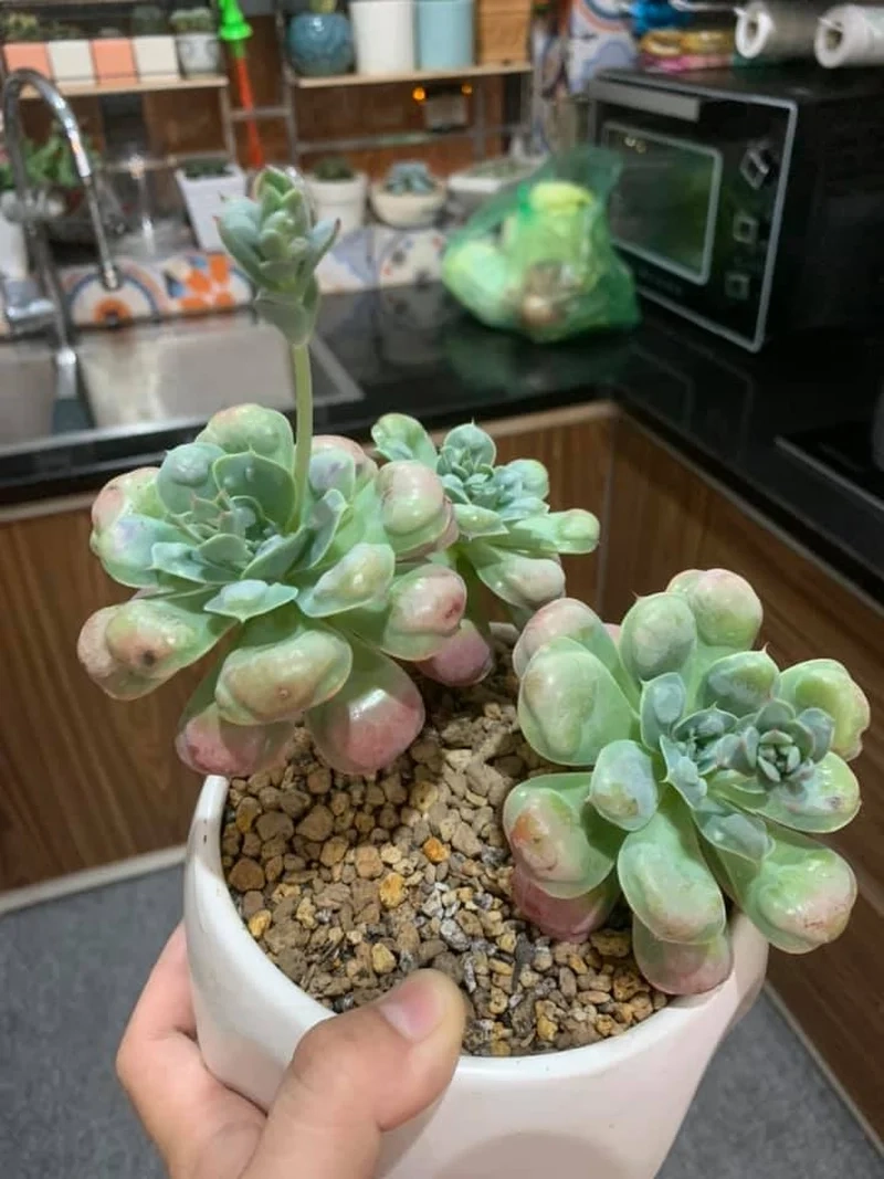 Ngắm sen đá ra hoa hiếm cực kỳ ấn tượng