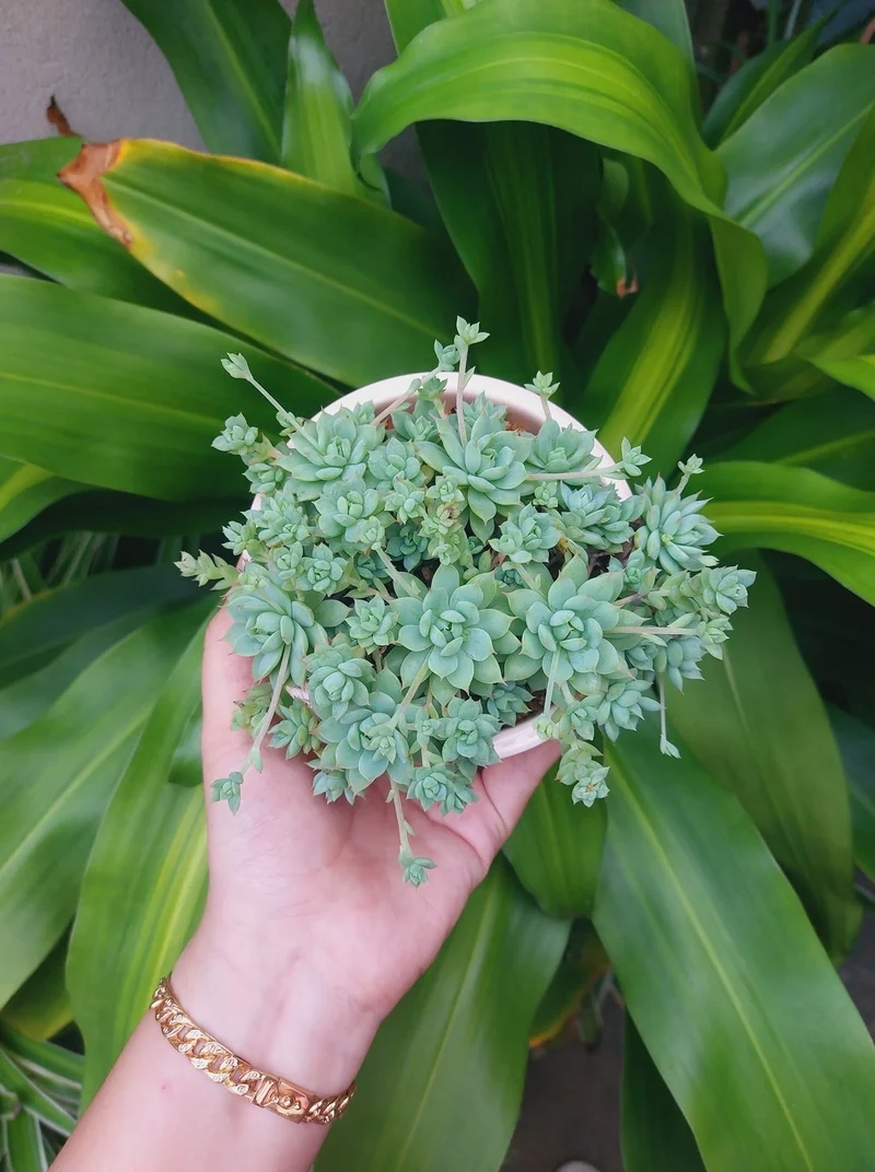 Trồng ngoài sân với sen đá ra hoa ngoài trời