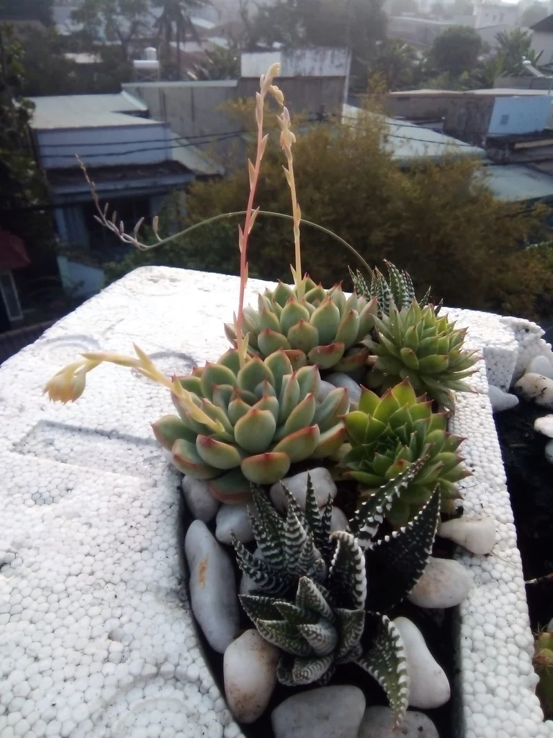 Chụp hình sống ảo với sen đá ra hoa chụp ảnh