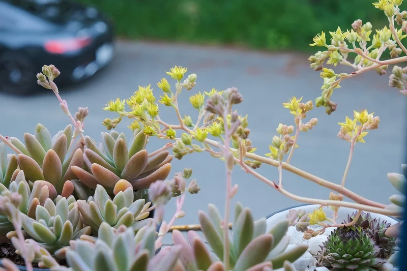 Lấy cảm hứng từ sen đá ra hoa pinterest cực đẹp