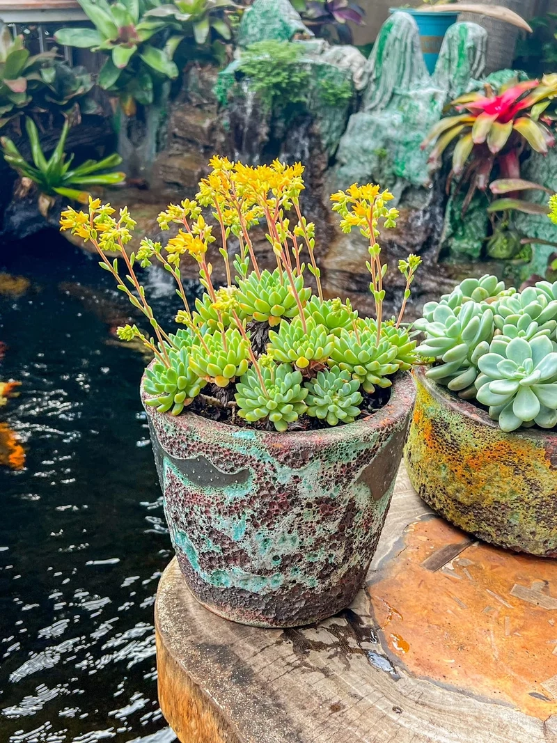 Trang trí nhà xinh với sen đá ra hoa trang trí