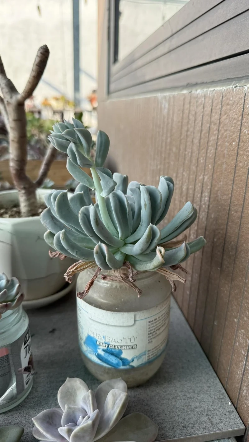 Biến không gian sống nghệ thuật với sen đá ra hoa nghệ thuật decor