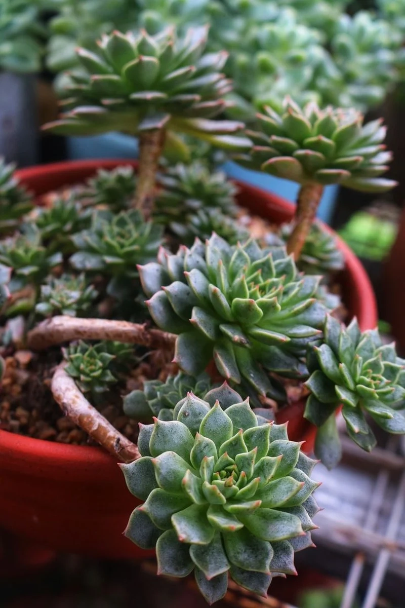 Trồng dễ dàng với sen đá ruby dễ trồng tại nhà