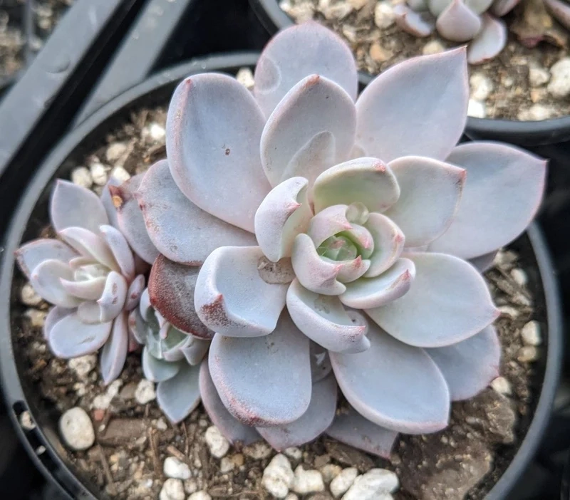 Sưu tầm ảnh sen đá ruby cực xinh và độc đáo