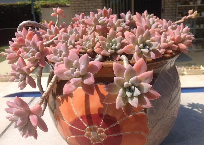 Biến không gian sống với sen đá ruby cảnh đẹp