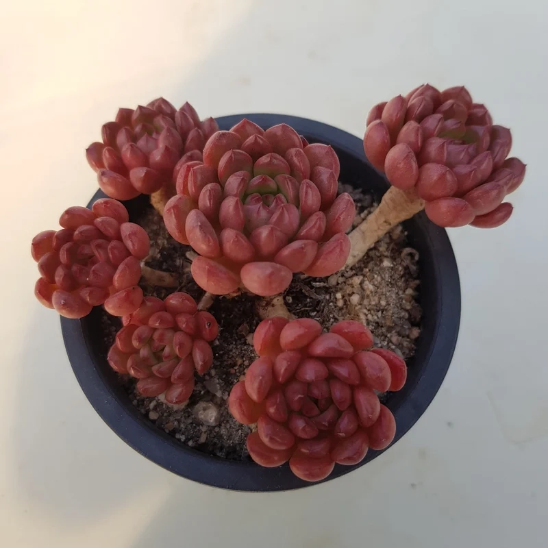 Khám phá sen đá ruby độc lạ cực thu hút