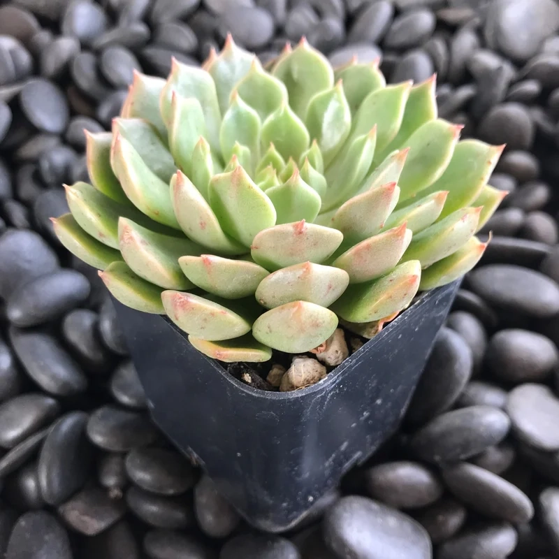 Trồng xanh ngoài sân với sen đá ruby ngoài trời