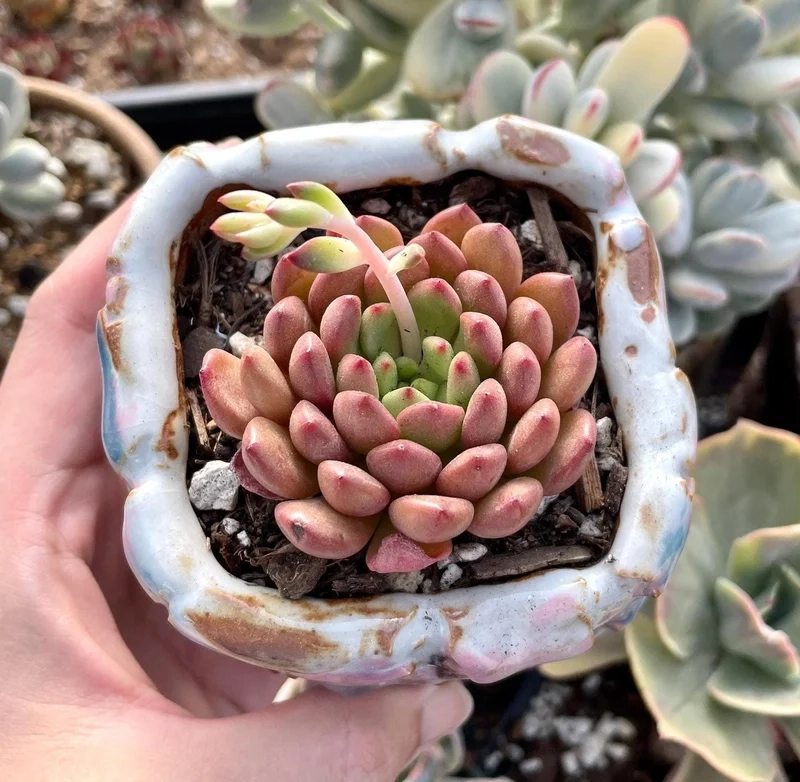 Ngắm chi tiết sắc nét với sen đá ruby hd