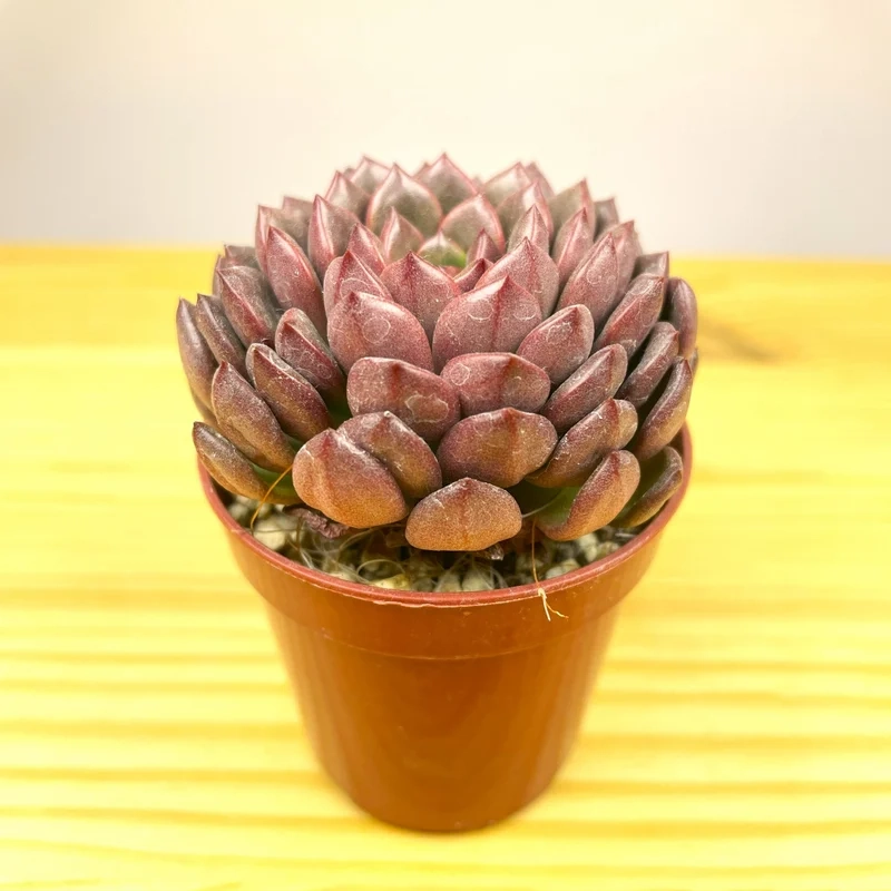 Ngắm vẻ đẹp tự nhiên của sen đá ruby đẹp tự nhiên