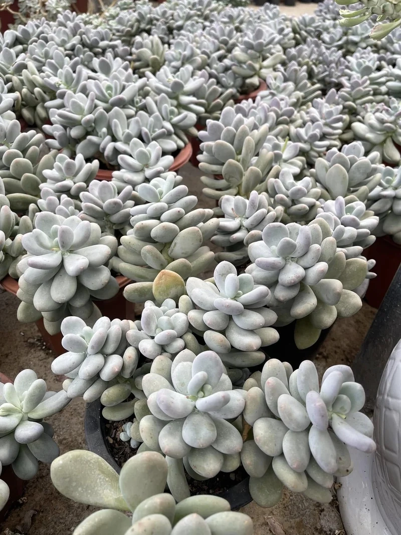 Thưởng thức ảnh sen đá sỏi sắc nét tuyệt vời