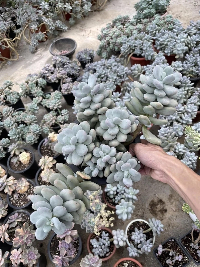 Trồng dễ dàng nhờ sen đá sỏi dễ trồng