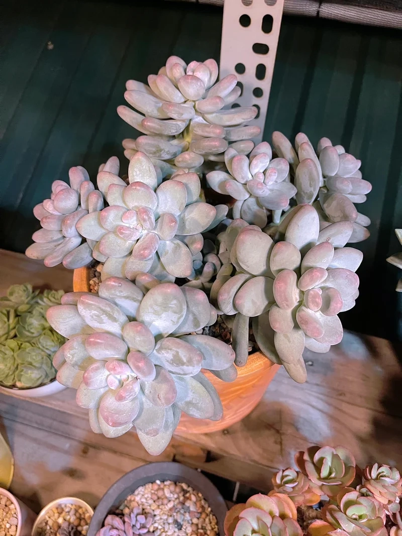 Sưu tầm độc đáo với sen đá sỏi độc lạ