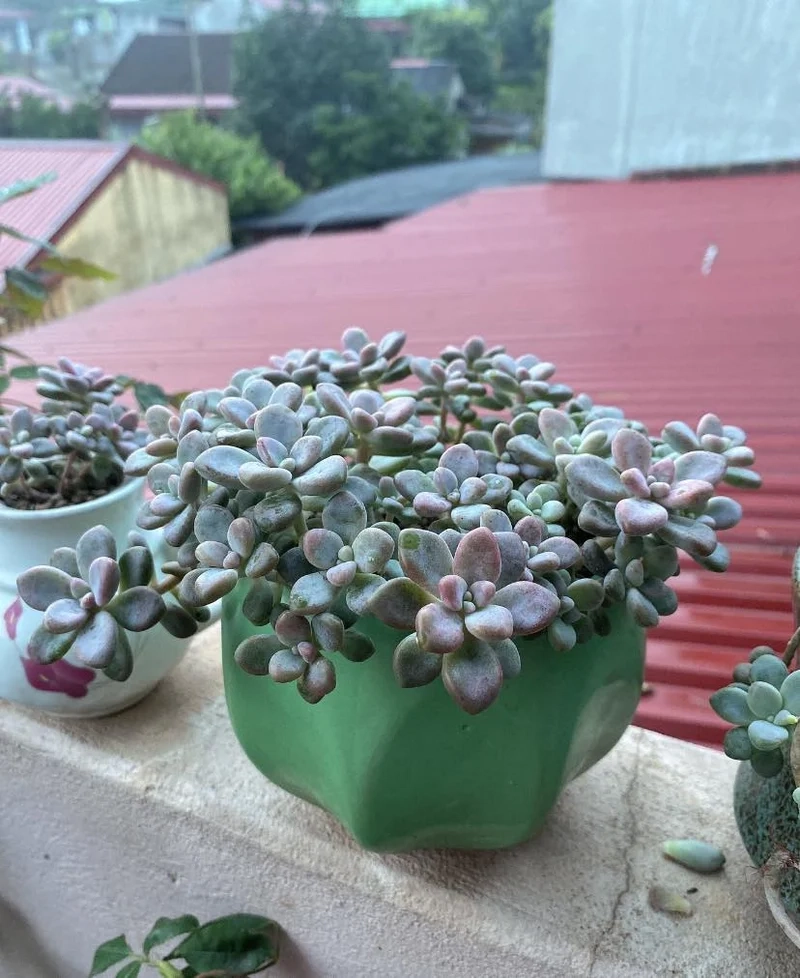 Nghệ thuật tinh tế từ sen đá sỏi nghệ thuật